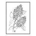 Picture of Panicle Hydrangea Drawing _GroupedProduct_Rectangle_Portrait_Canvas_Framed_