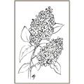 Picture of Panicle Hydrangea Drawing _GroupedProduct_Rectangle_Portrait_Canvas_Framed_