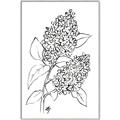 Picture of Panicle Hydrangea Drawing _GroupedProduct_Rectangle_Portrait_Canvas_Framed_
