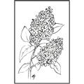 Picture of Panicle Hydrangea Drawing _GroupedProduct_Rectangle_Portrait_Canvas_Framed_