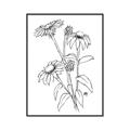 Picture of Daisy Drawing _GroupedProduct_Rectangle_Portrait_Canvas_Framed_