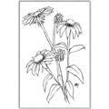 Picture of Daisy Drawing _GroupedProduct_Rectangle_Portrait_Canvas_Framed_