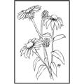 Picture of Daisy Drawing _GroupedProduct_Rectangle_Portrait_Canvas_Framed_