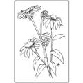 Picture of Daisy Drawing _GroupedProduct_Rectangle_Portrait_Canvas_Framed_
