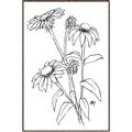 Picture of Daisy Drawing _GroupedProduct_Rectangle_Portrait_Canvas_Framed_
