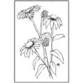 Picture of Daisy Drawing _GroupedProduct_Rectangle_Portrait_Canvas_Framed_