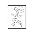 Picture of Poppy Drawing _GroupedProduct_Rectangle_Portrait_Canvas_Framed_