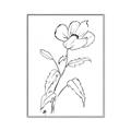 Picture of Poppy Drawing _GroupedProduct_Rectangle_Portrait_Canvas_Framed_