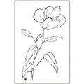 Picture of Poppy Drawing _GroupedProduct_Rectangle_Portrait_Canvas_Framed_