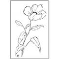 Picture of Poppy Drawing _GroupedProduct_Rectangle_Portrait_Canvas_Framed_