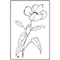 Picture of Poppy Drawing _GroupedProduct_Rectangle_Portrait_Canvas_Framed_