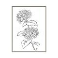 Picture of French Hydrangea Drawing _GroupedProduct_Rectangle_Portrait_Canvas_Framed_