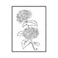 Picture of French Hydrangea Drawing _GroupedProduct_Rectangle_Portrait_Canvas_Framed_