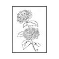 Picture of French Hydrangea Drawing _GroupedProduct_Rectangle_Portrait_Canvas_Framed_