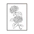 Picture of French Hydrangea Drawing _GroupedProduct_Rectangle_Portrait_Canvas_Framed_
