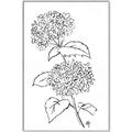 Picture of French Hydrangea Drawing _GroupedProduct_Rectangle_Portrait_Canvas_Framed_