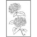 Picture of French Hydrangea Drawing _GroupedProduct_Rectangle_Portrait_Canvas_Framed_