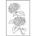 Picture of French Hydrangea Drawing _GroupedProduct_Rectangle_Portrait_Canvas_Framed_