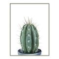 Picture of Cactus     _GroupedProduct_Rectangle_Portrait_Canvas_Framed_