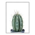 Picture of Cactus     _GroupedProduct_Rectangle_Portrait_Canvas_Framed_
