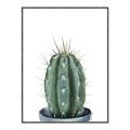 Picture of Cactus     _GroupedProduct_Rectangle_Portrait_Canvas_Framed_