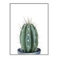 Picture of Cactus     _GroupedProduct_Rectangle_Portrait_Canvas_Framed_