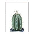 Picture of Cactus     _GroupedProduct_Rectangle_Portrait_Canvas_Framed_