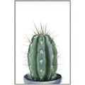 Picture of Cactus     _GroupedProduct_Rectangle_Portrait_Canvas_Framed_