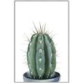 Picture of Cactus     _GroupedProduct_Rectangle_Portrait_Canvas_Framed_