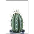 Picture of Cactus     _GroupedProduct_Rectangle_Portrait_Canvas_Framed_