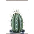Picture of Cactus     _GroupedProduct_Rectangle_Portrait_Canvas_Framed_