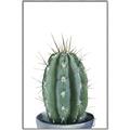 Picture of Cactus     _GroupedProduct_Rectangle_Portrait_Canvas_Framed_