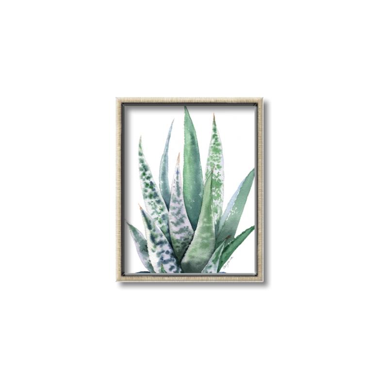 Picture of Zebra Succulent  _GroupedProduct_Rectangle_Portrait_Canvas_Framed_