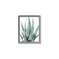 Picture of Zebra Succulent  _GroupedProduct_Rectangle_Portrait_Canvas_Framed_