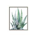 Picture of Zebra Succulent  _GroupedProduct_Rectangle_Portrait_Canvas_Framed_