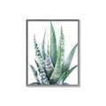 Picture of Zebra Succulent  _GroupedProduct_Rectangle_Portrait_Canvas_Framed_