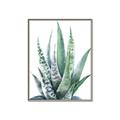 Picture of Zebra Succulent  _GroupedProduct_Rectangle_Portrait_Canvas_Framed_