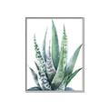 Picture of Zebra Succulent  _GroupedProduct_Rectangle_Portrait_Canvas_Framed_