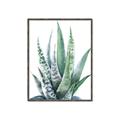 Picture of Zebra Succulent  _GroupedProduct_Rectangle_Portrait_Canvas_Framed_