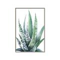 Picture of Zebra Succulent  _GroupedProduct_Rectangle_Portrait_Canvas_Framed_