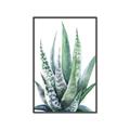 Picture of Zebra Succulent  _GroupedProduct_Rectangle_Portrait_Canvas_Framed_