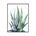 Picture of Zebra Succulent  _GroupedProduct_Rectangle_Portrait_Canvas_Framed_