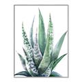 Picture of Zebra Succulent  _GroupedProduct_Rectangle_Portrait_Canvas_Framed_