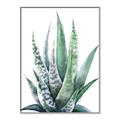 Picture of Zebra Succulent  _GroupedProduct_Rectangle_Portrait_Canvas_Framed_