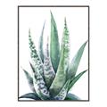 Picture of Zebra Succulent  _GroupedProduct_Rectangle_Portrait_Canvas_Framed_