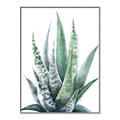 Picture of Zebra Succulent  _GroupedProduct_Rectangle_Portrait_Canvas_Framed_