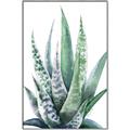 Picture of Zebra Succulent  _GroupedProduct_Rectangle_Portrait_Canvas_Framed_
