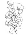 Picture of Flower Drawing _GroupedProduct_Rectangle_Portrait_Unframed_Print_Only_