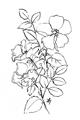 Picture of Flower Drawing _GroupedProduct_Rectangle_Portrait_Unframed_Print_Only_