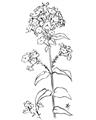 Picture of Single Hydrangea Drawing _GroupedProduct_Rectangle_Portrait_Unframed_Print_Only_